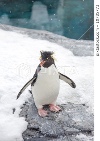 Rockhopper penguin standing on snow 10785773