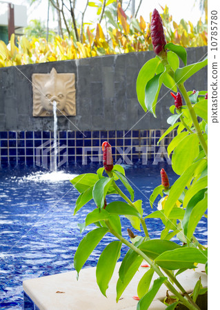 Red Malay Ginger at the pool Red Malay Ginger at the pool 10785780