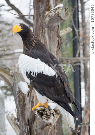 White tailed eagle on the tree 10786049
