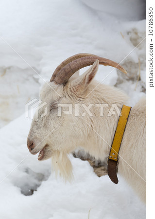 head shot of a white goat 10786350