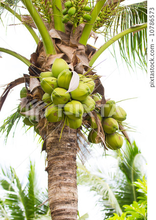 coconut tree coconut tree 10786573