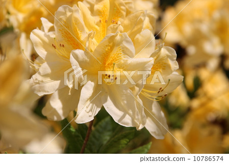 Azalea 10786574
