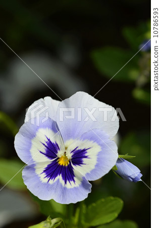 Pansy 10786593
