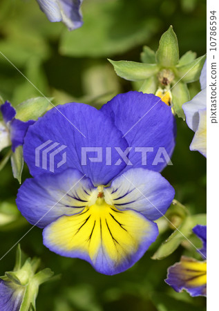 Pansy 10786594