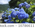 hydrangea   10786611