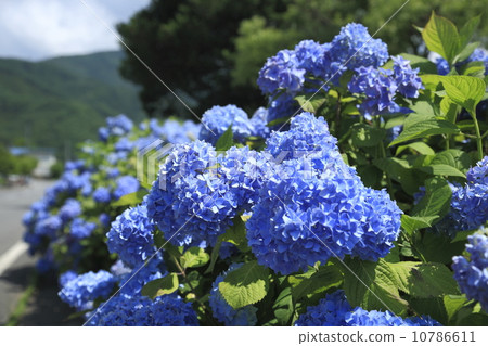 hydrangea hydrangea 10786611
