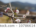 Plum blossom 10786614