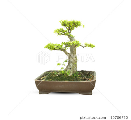 bonsai tree bonsai tree 10786750