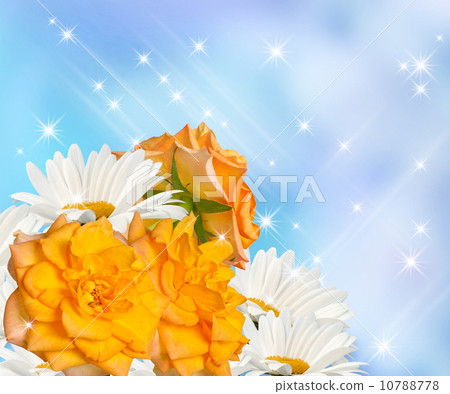 Daisy and roses 10788778
