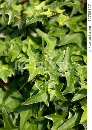 Ivy. Ivy. 10789197