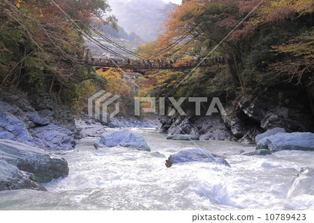 德島縣三好市秋天“Kazura no Kazura Bridge” 10789423