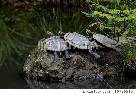 turtle turtle 10789519