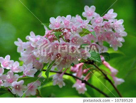 Weigela Weigela 10789520