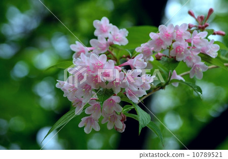Weigela Weigela 10789521