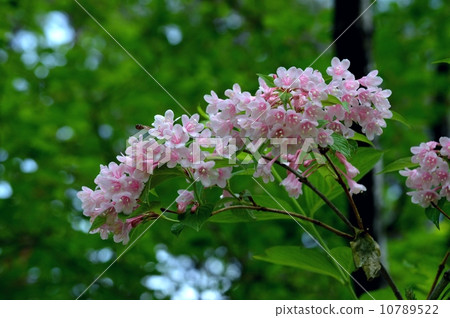 Weigela Weigela 10789522