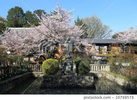 Shikoku Buddha No. 67 Buddhist temple "Daego-ji" Cherry tree full blooming sweet moat (left tail is Tendai Daito) 10789578
