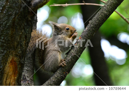 Wild squirrel 10789644