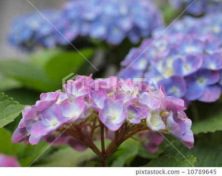 Hydrangea 10789645