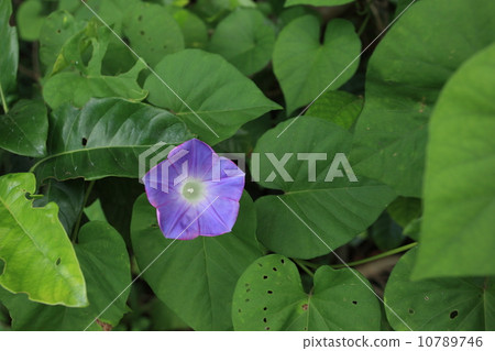 Natural plants noisagao, in Okinawa you can see people from town to wilderness Natural plants noisagao, in Okinawa you can see people from town to wilderness 10789746