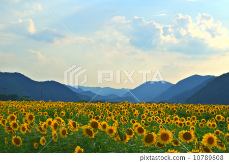 sunflower sunflower 10789808