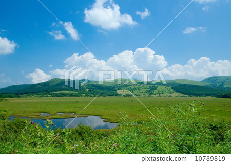 八幡原沼澤 10789819