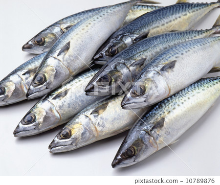許多鯖魚 10789876