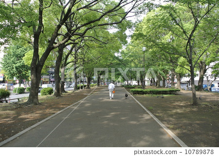 新鮮的綠色有氣味的道路 10789878