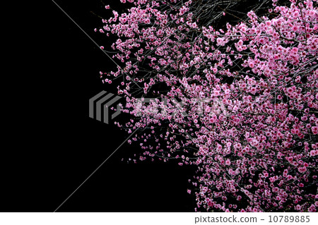 Yukimura Ume 10789885