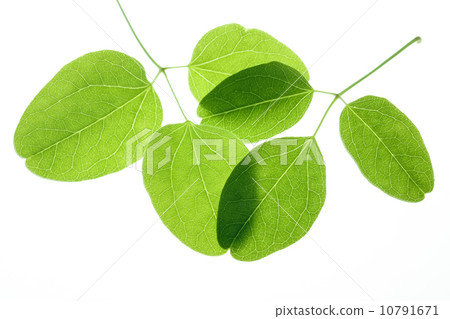 Akebi leaf Akebi leaf 10791671