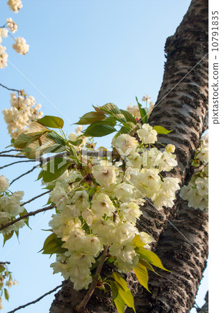 Gyoikou Sakura 10791835
