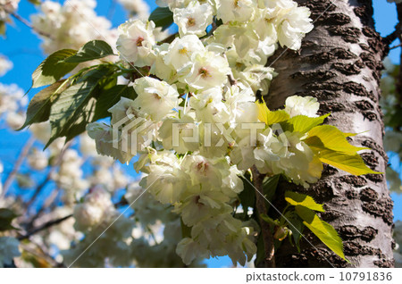 Gyoikou Sakura Gyoikou Sakura 10791836