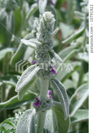 Stakis Stakis 10791922