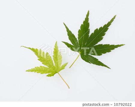 Irihamo Mizuji in early summer 10792022