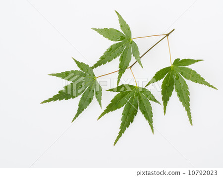 Fresh green leaves 10792023