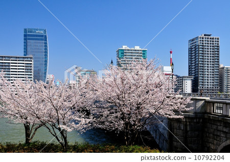 Sakura Blooms Taiwan Bridge 10792204