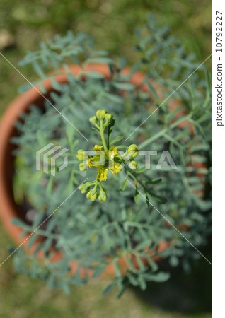 Roux flowers 10792227