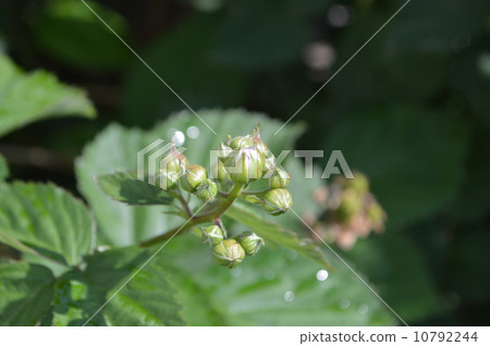 黑莓果芽 10792244