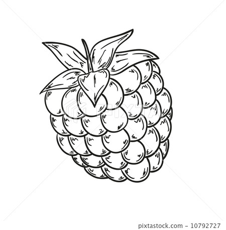 raspberry sketch - Stock Illustration [10792727] - PIXTA