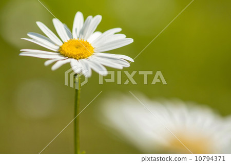 瑪格麗特 10794371