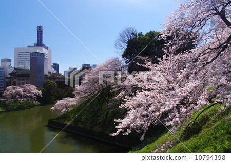 Cherry Blossoms	 10794398