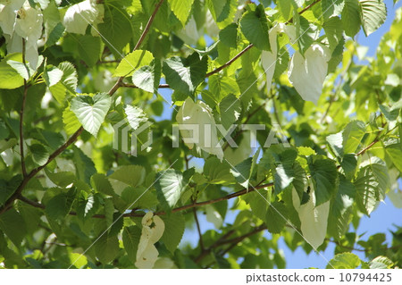 Handkerchief 10794425