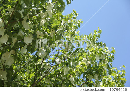 Handkerchief 10794426