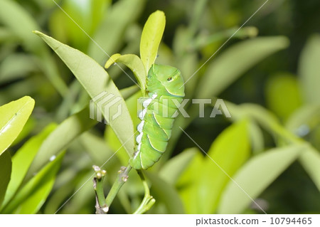 The larva of the clover 10794465
