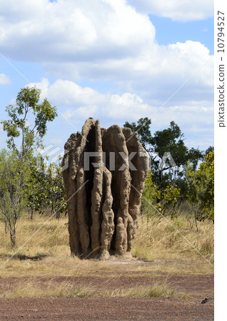 90755 Arnhem Highway Anthill 10794527