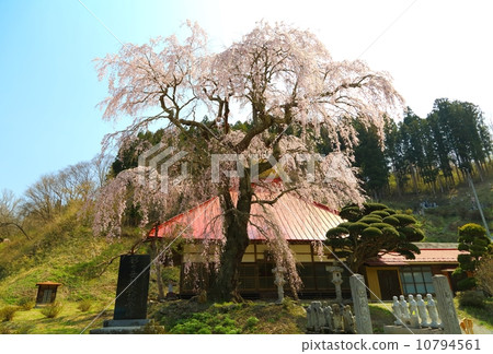 The weeping cherry tree of Matsudakadera 10794561