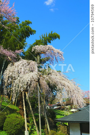 Shitarezakura of Kagami-ji Temple Shitarezakura of Kagami-ji Temple 10794569