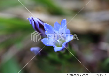Tateyama Gentian 10794834