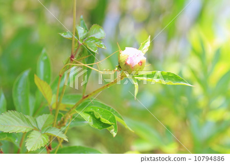 牡丹牡丹 10794886