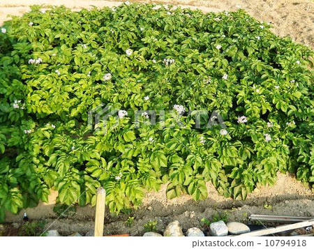 Potato field Potato field 10794918