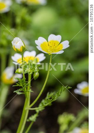 春花Limnanthes（荷包蛋·花） 10795136